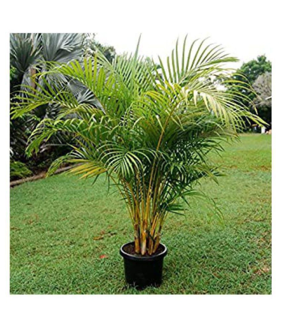 Areca Palm/Butterfly Palm/Dypsis Lutescens Ornamental Tree Seeds (10 Seeds) with growing cocopeat