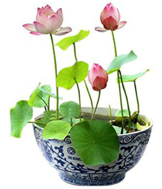 M-Tech Gardens Bonsai Pink Lotus Flower 10 Seeds Pack + Instruction Manual