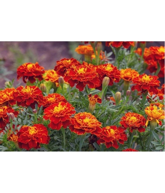 homeagro - Marigold Flower ( 50 Seeds )