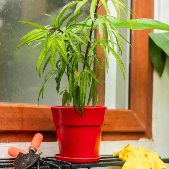 Plastic Planter Pot with Round Band With Tray Red