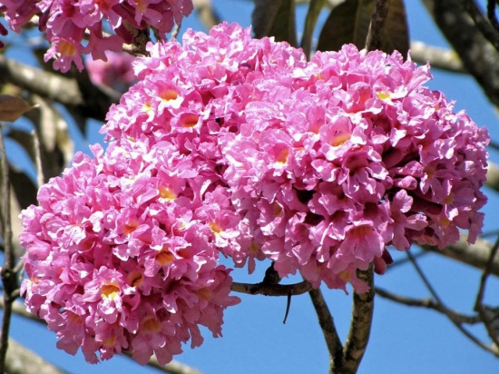 Jacaranda ( pink) Flowers Plants For Home Garden