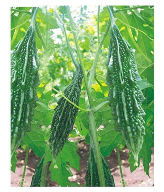 Saraswati Traders Vegetable seed -Bitter Gourd - Karela Seeds F1