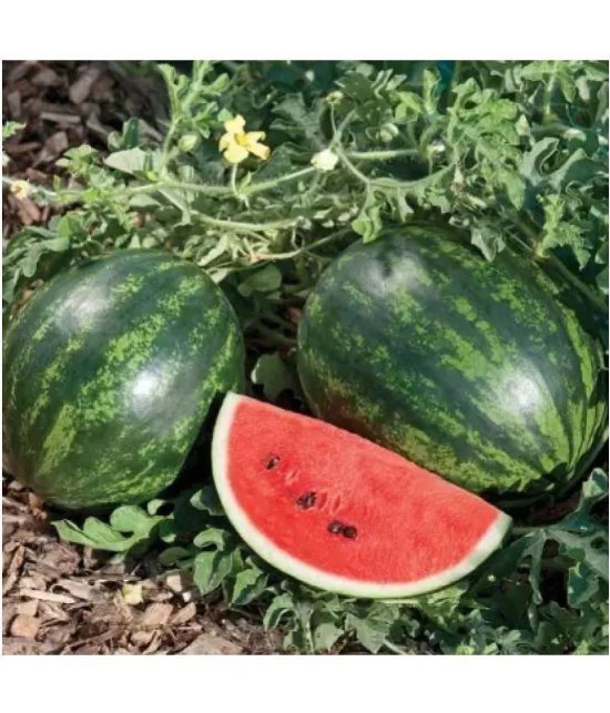 CLASSIC GREEN EARTH - Watermelon Vegetable ( 50 Seeds )