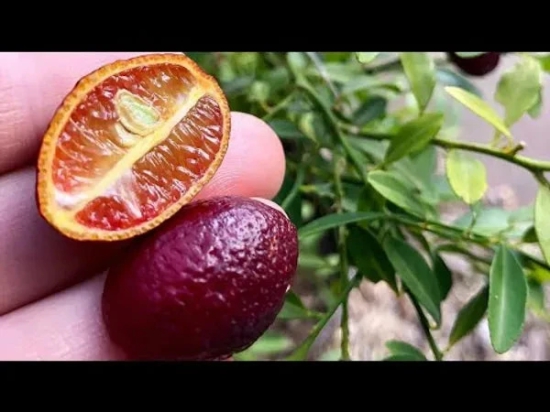 Austrelian Red Lime Fruit Plant