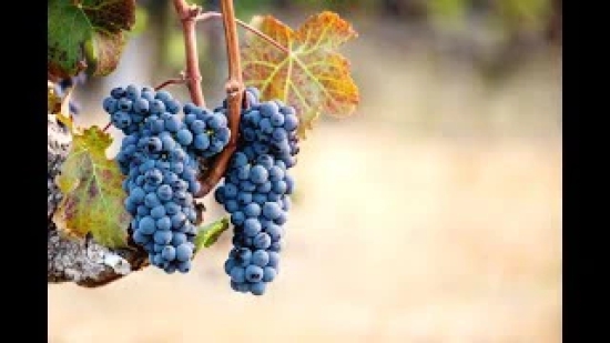 Exotic Black Grapes Fruit Plants