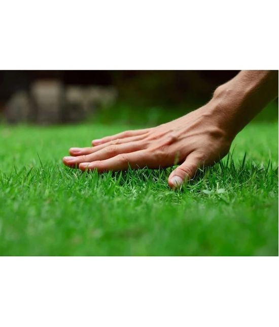 SMALL GRASS Nederland best Quality Premium Seeds for home, garden, plants, balcony, kitchen & Farm House Pack of 200 seeds