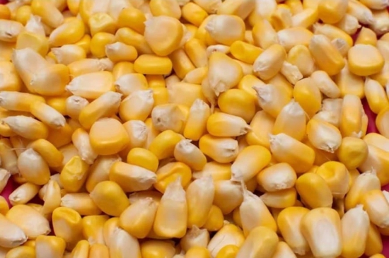 Maize | Popping Kernels