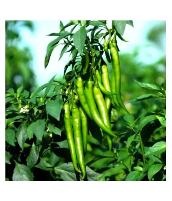 Chilli G 4 Long - Desi Vegetable Seeds 100 Seed