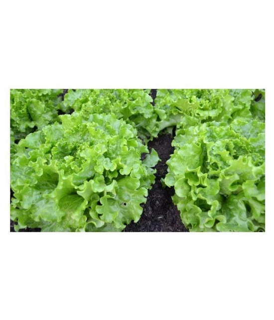 Matrix Hi- Yield Lettuce Seeds