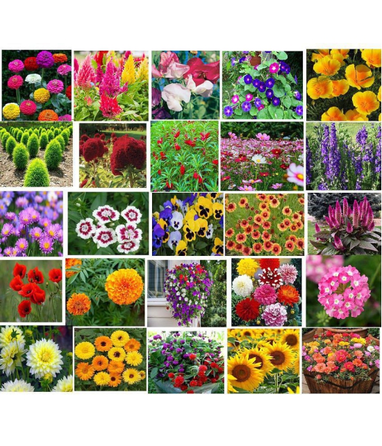 CLASSIC GREEN EARTH - Flower Seeds ( 25 FLOWER COMBO 2000 SEEDS HYBRID )