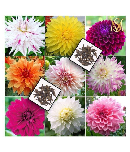 MS Seed's - Flower Seeds ( 20 seeds )