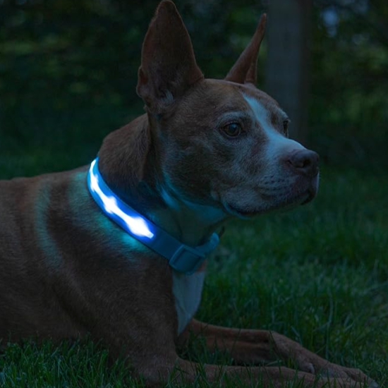 Nylon LED Safety Dog Collar-Yellow / Small