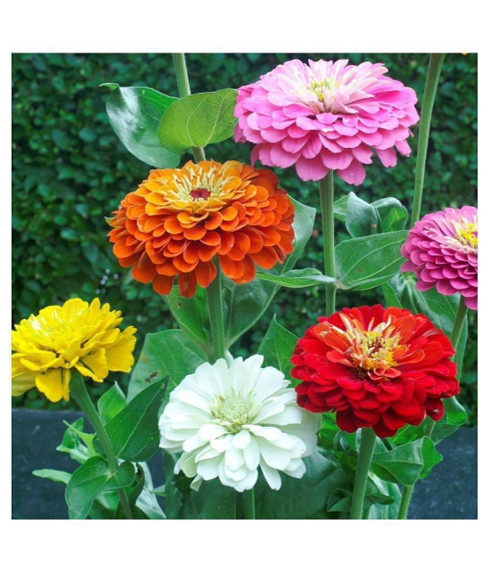 CLASSIC GREEN EARTH Zinnia Flowers  50+ seeds