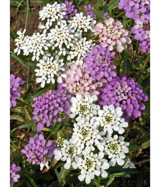 Candytuft mi x type 30 seeds pack with free cocopeat and user manual