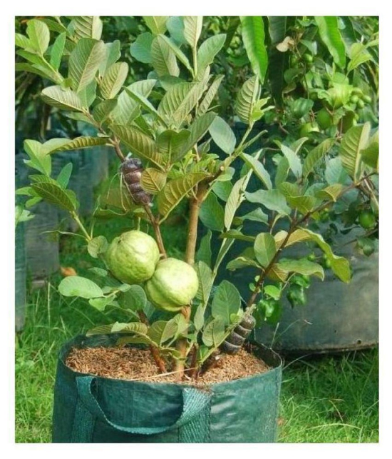 Dwarf Mixed 100 PCS Organic Large Sweet Guava Seed (100 per packet)