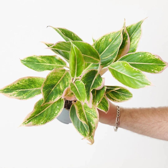 Aglaonema Yellow Lipstick