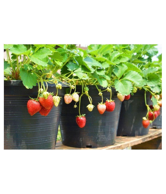 Gardens Giant Strawberry Rubygem Dense - Fruit 20 Seeds