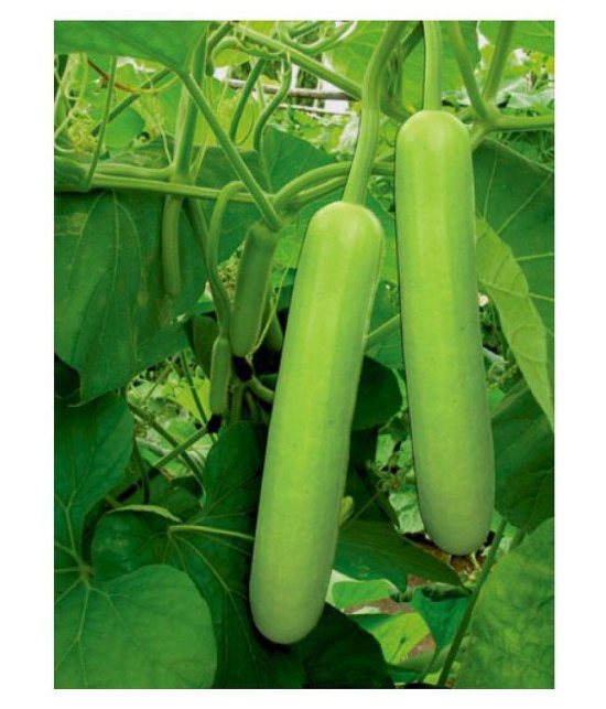 BOTTLE GOURD LONG SEEDS (PACK OF 15 SEEDS X 1 PACKET)