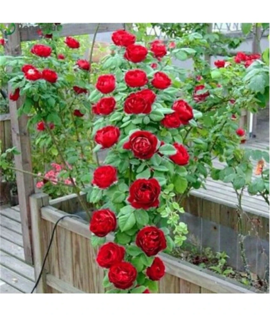 Azalea Gardens Rose Flower Seeds Red Climbing Rose 20 Seeds Pack + Instruction Manual Inside Package