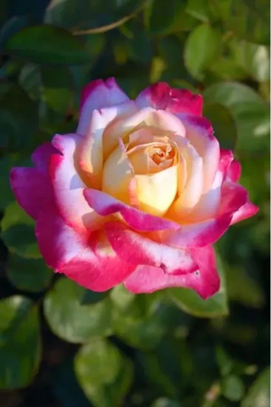 Colour Changing Rose Flower Plant