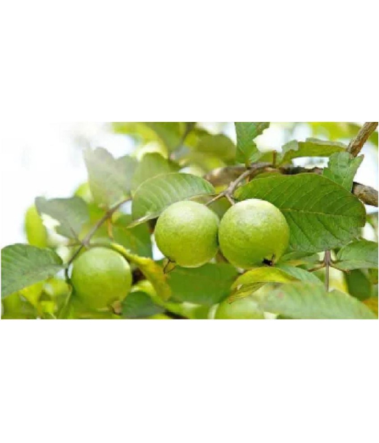 CLASSIC GREEN EARTH - Guava Fruit ( 150 Seeds )