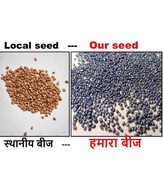 shivam organic seeds - Fruit Seeds ( 100 + seeds )