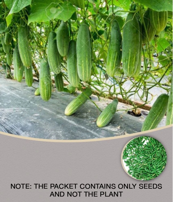 cucumber pack of 50 seeds