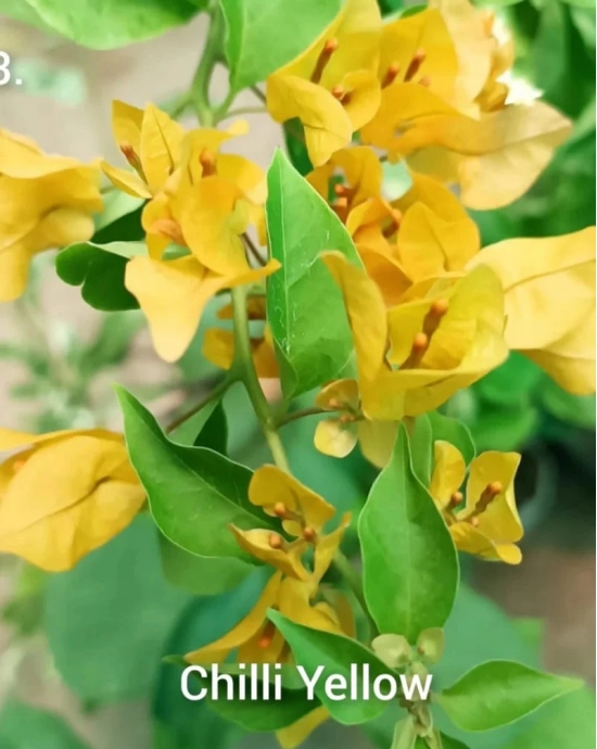 Chili yellow bougainvillea flowers plant