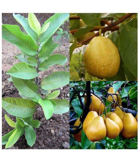 Azalea Gardens indoor Dwarf Florida Tropical White/Yellow Pear Guava Fruit Tree 40 Seeds