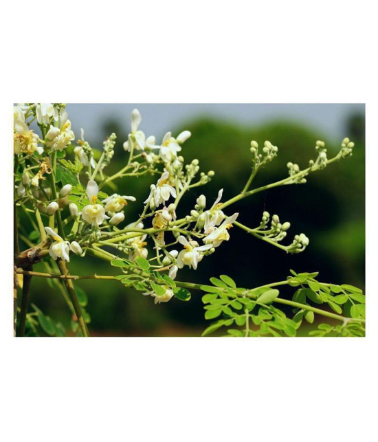 Organic Moringa Drumstick Seeds (Saijan ki Phalli, Saragavo) | pack of 15 seeds