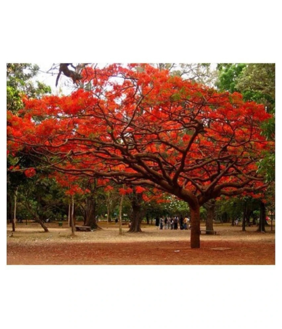 OhhSome Royal Poinciana Gulmohar Tree Seeds