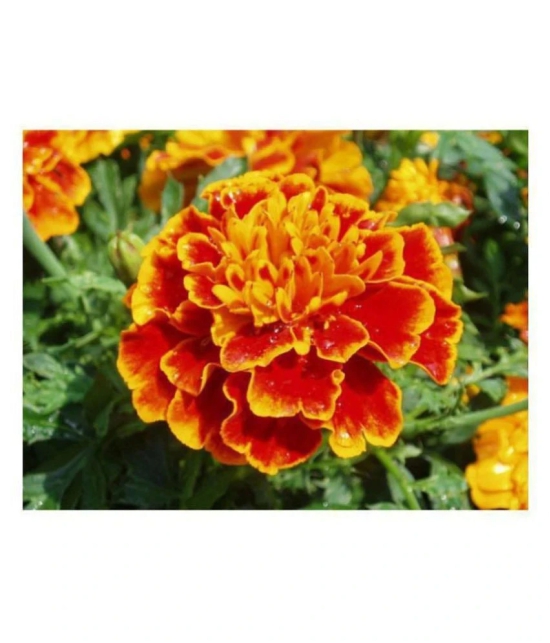 R-DRoz Marigold French Premium Flowers Seeds - Pack of 50 Premium Seeds