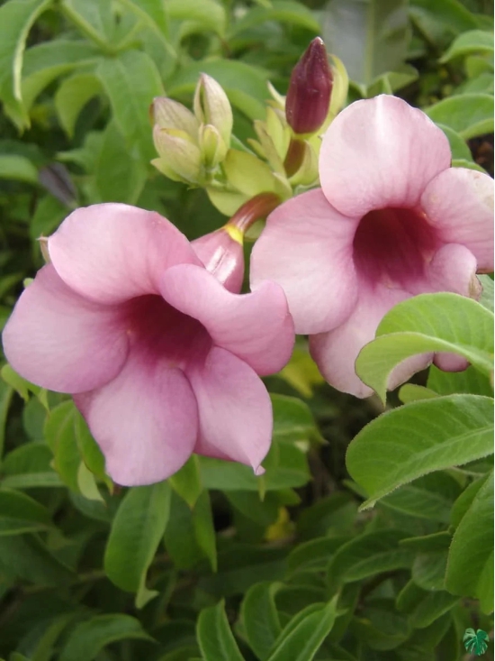 Allamanda Flowers Plant-Pink Colour