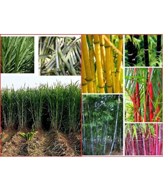 Homeagro Seeds Combo - Bamboo Plant ( 20 Seeds ) and Super Napier grass ( 500 seed )