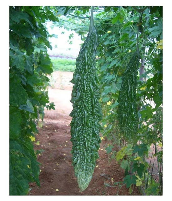 Recron Seeds Bitter Gourd Vegetable ( 15 Seeds )