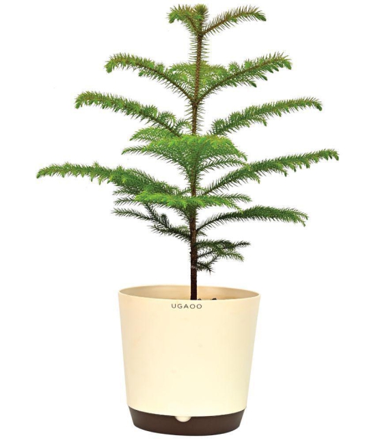 UGAOO Indian Christmas Tree Indoor Live Plant with Pot