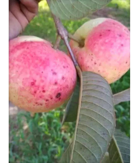 CLASSIC GREEN EARTH - Fruit Seeds ( Rare Red Guava Psidium Guajava Guava 50 Seeds )