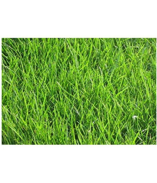 BERMUDA Lawn Grass Seeds, Soft and Natural Excellent Rich Lawn Greens Grass Seeds, Fast Growing in indian Climate ( pack of 200 seeds ) WITH USER MANUAL FOR OUTDOOR GARDENING USE AT LOW PRIC