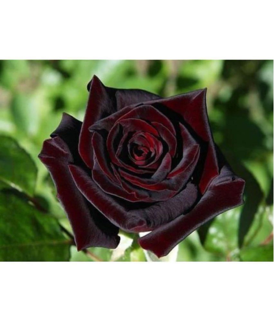 【特価】 Buy True good Baccara Black 100 SF・ファンタジー・ホラー
