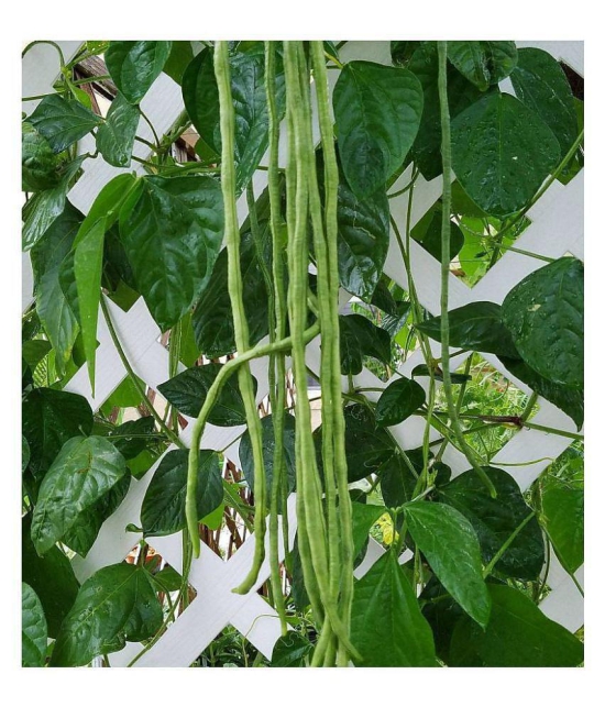 CLASSIC GREEN EARTH Long Lobia Beans Seeds