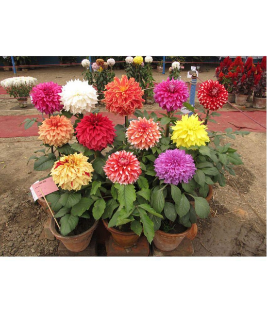 HN organic seed - Dahlia Mixed Flower ( 25 Seeds )