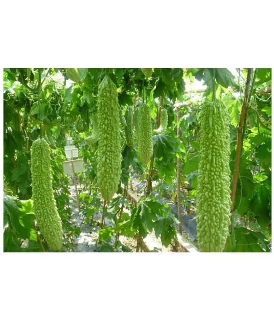 homeagro - Bitter Gourd Vegetable ( 20 Seeds )