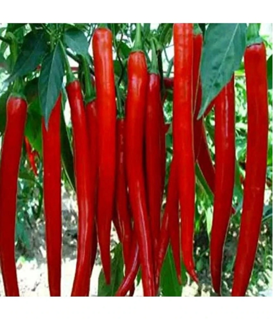 Recron Seeds - Chilli Vegetable ( 50 Seeds )