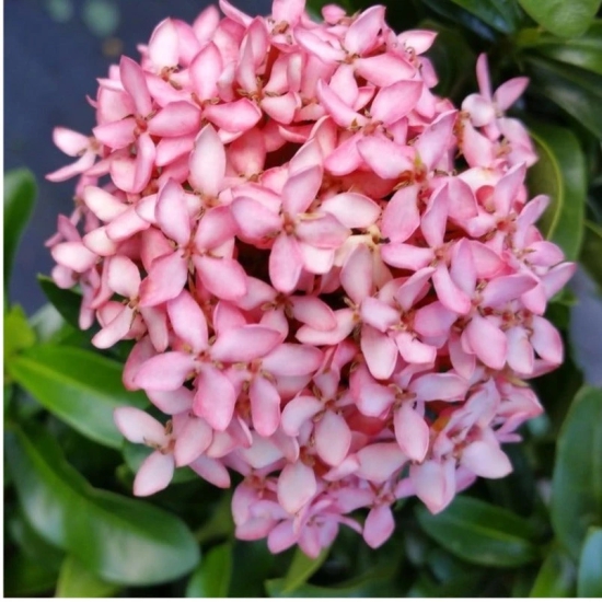 Chinese Ixora Flower Plant (Pink)