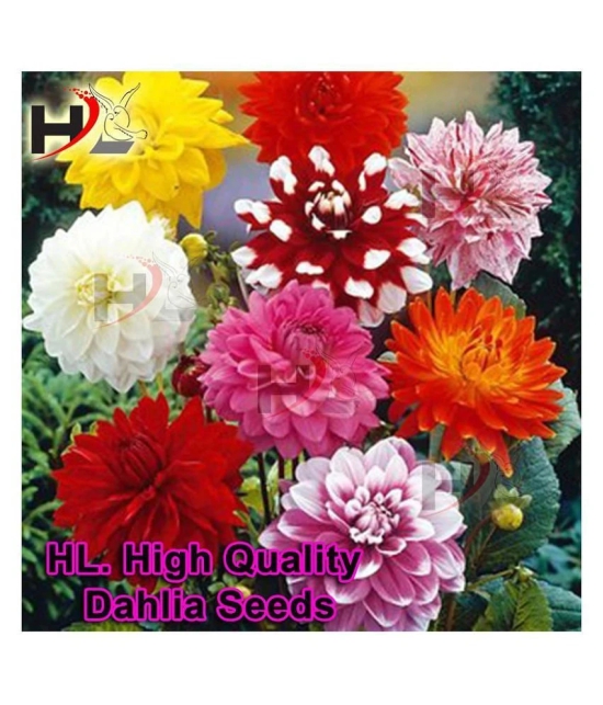 HL. Dahlia Hybrids Mixed Color - Dahlia Flower Seeds