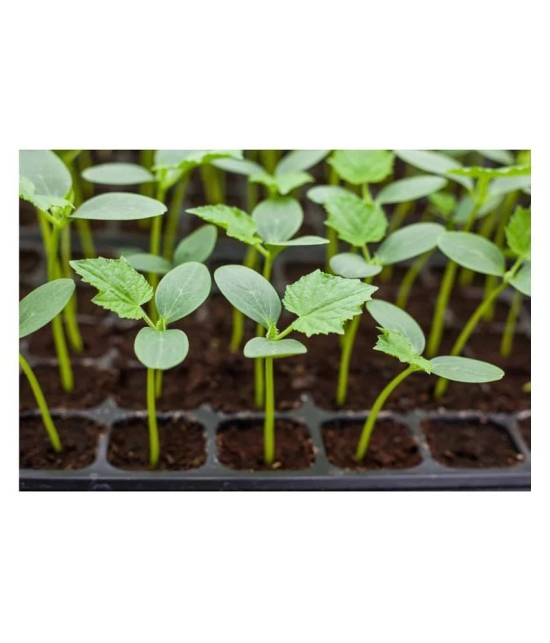 Summer Veg. Seeds - Cucumber seed ( 50 seed ) - Your Home & kitchen garden on this summer