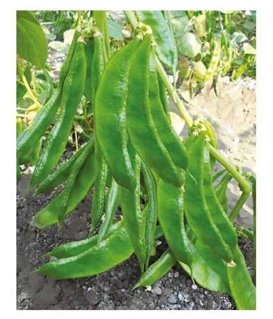 Dolichos Bean Lablab Seeds F1 Hybrid Creeper Vegetables Pack Seeds | Pack of 30 Seeds