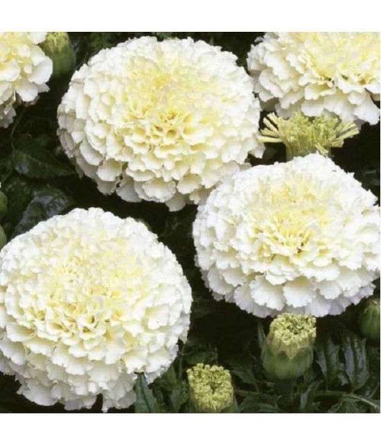 Bijilee F-2 Vanilla White - Flower Seeds Pack Of 30 Seeds