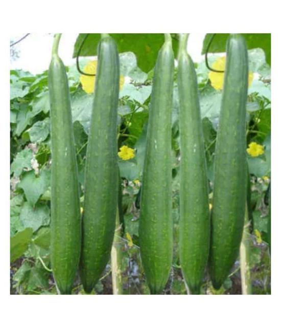 sponge gaurd tori F1 hybrid vegetable 10 seeds