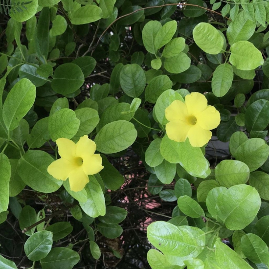 Yellow Mandevilla _Pentalinon luteum-5